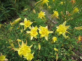 Aquilegia chrysantha 'Yellow Queen'