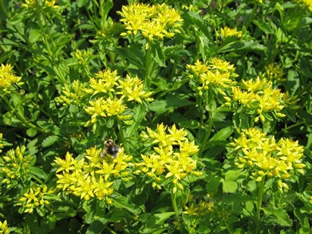 Sedum kamtschaticum