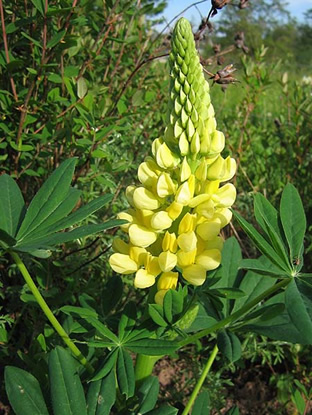 Lupinus 'Russell-Hybride Kronleuchter'