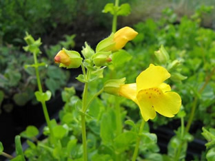 Mimulus luteus