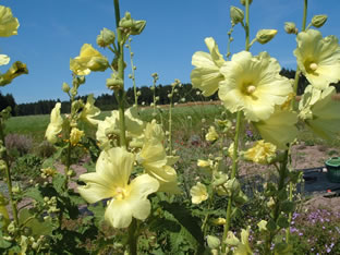 Alcea rugosa