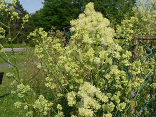Thalictrum flavum ssp. glaucum