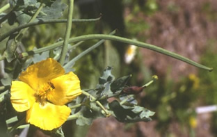 Glaucium flavum