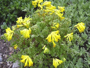 Corydalis lutea