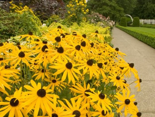 Rudbeckia hirta 'My Joy'