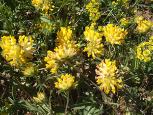 Anthyllis vulneraria