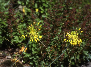 Allium flavum