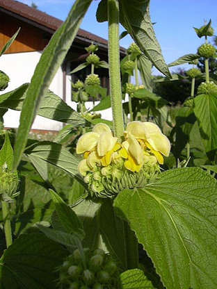 Phlomis russeliana