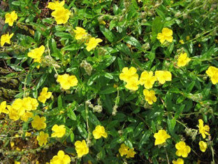 Helianthemum nummularium