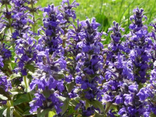 Ajuga genevensis