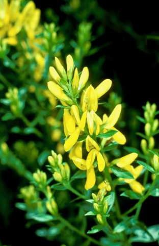 Genista tinctoria