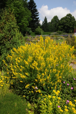 Genista tinctoria