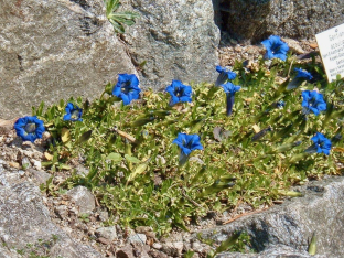 Gentiana acaulis