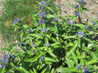 Gentiana cruciata