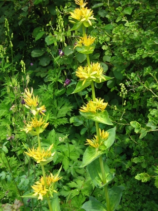 Gentiana lutea