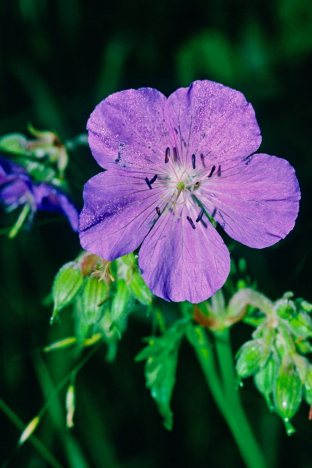 Geranium pratense