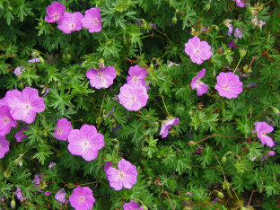 Geranium sanguineum