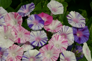 Ipomoea purpurea 'Carnevale di Venezia'