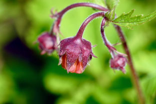 Geum rivale