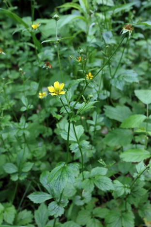 Geum urbanum