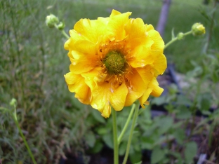 Geum chiloense 'Goldball'