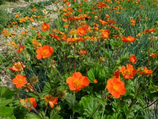 Geum coccineum 'Borisii'