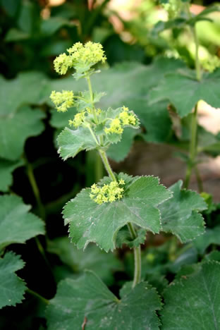 Alchemilla xanthochlora (vulgaris)