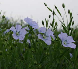 Linum usitatissimum 'Skyscraper'