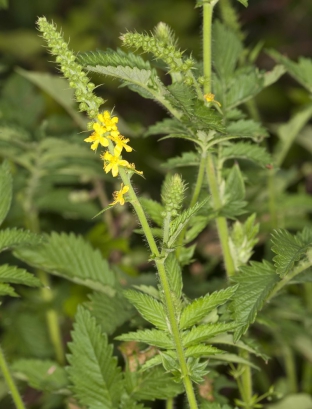 Agrimonia eupatoria