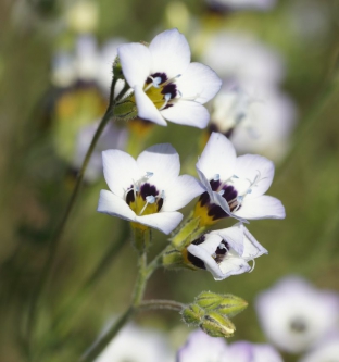 Gilia tricolor