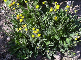 Hieracium glaciale