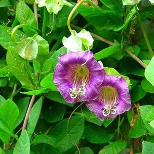 Cobaea scandens