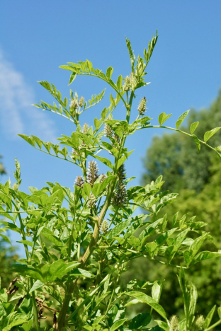 Glycyrrhiza glabra