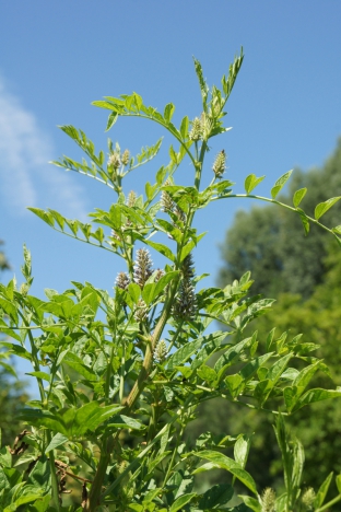 Glycyrrhiza glabra