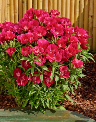 Godetia 'Ruddigore'