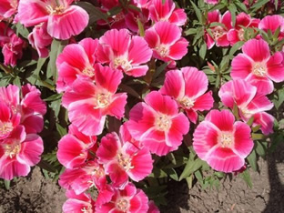 Godetia amoena 'Dwarf Mixed'