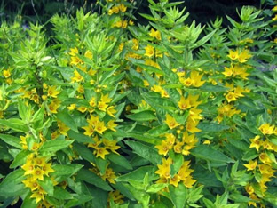 Lysimachia punctata