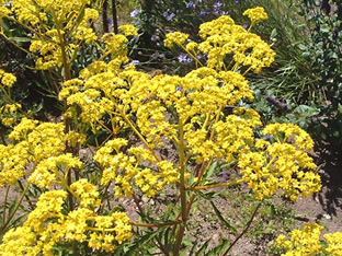 Patrinia scabiosiifolia