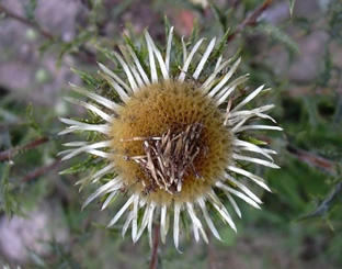 Carlina vulgaris