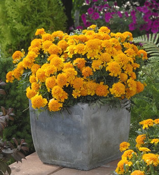 Tagetes patula 'Chasca'