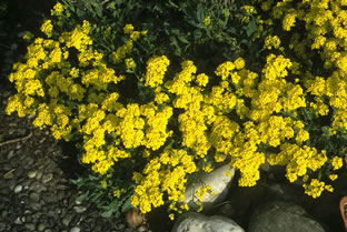 Alyssum saxatile