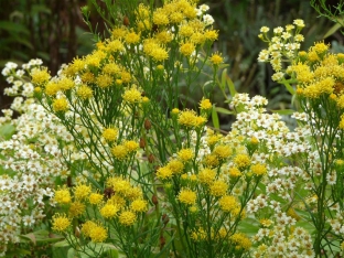 Aster linosyris