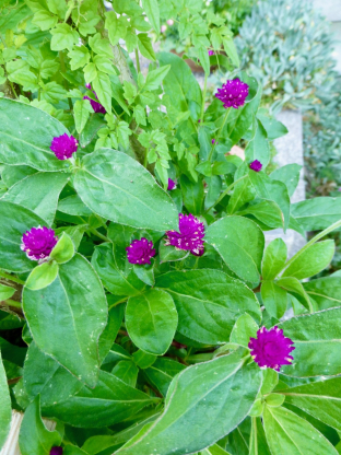 Gomphrena globosa