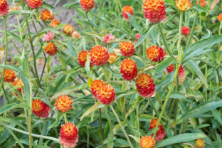 Gomphrena haageana 'Orange'