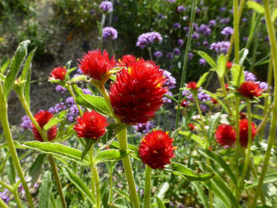 Gomphrena haageana 'Strawberry Fields'