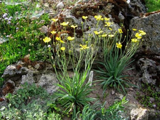 Ranunculus gramineus