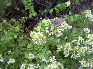 Origanum vulgare subsp. hirtum