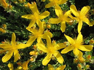 Hypericum polyphyllum