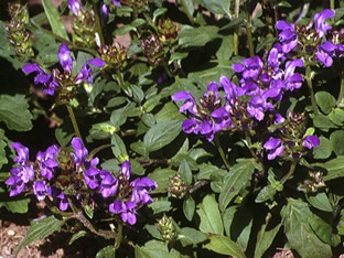 Prunella grandiflora