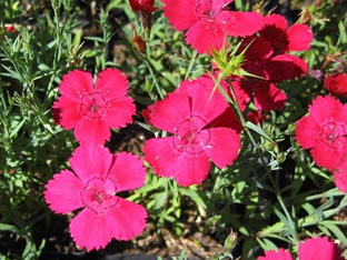 Dianthus deltoides 'Brillancy'